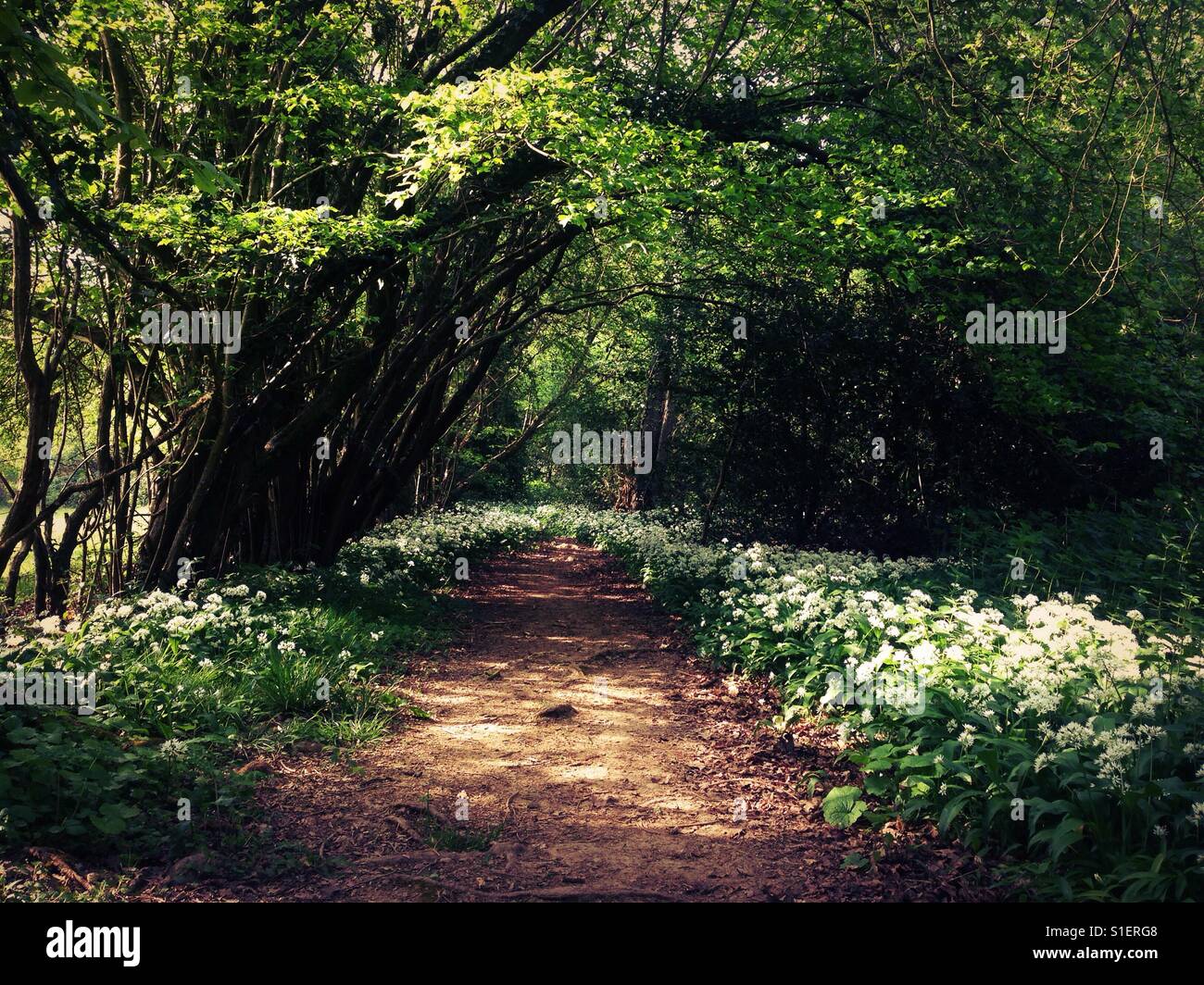 L'ail sauvage la floraison le long d'un chemin forestier au Sussex Banque D'Images