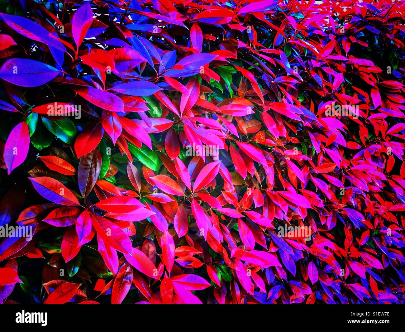 Des fleurs dans le parc - Image de stock capturée avec un smartphone