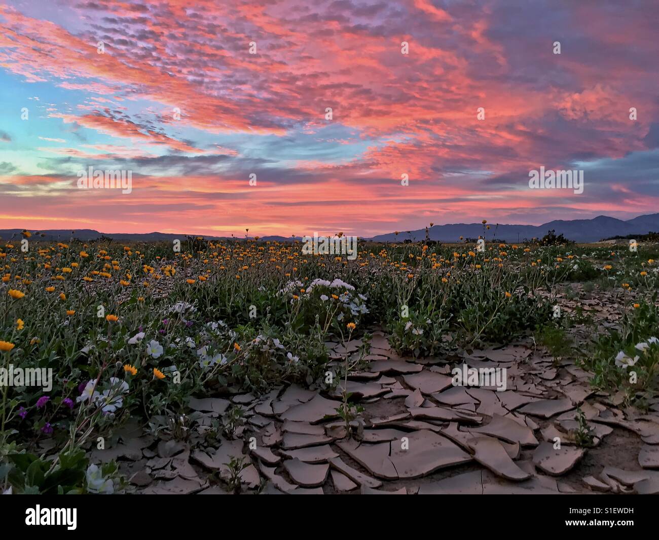 Lever de soleil magnifique avec des fleurs sauvages du désert et de la boue craquelée en premier plan. Anza Borrego Desert, Californie, USA Banque D'Images