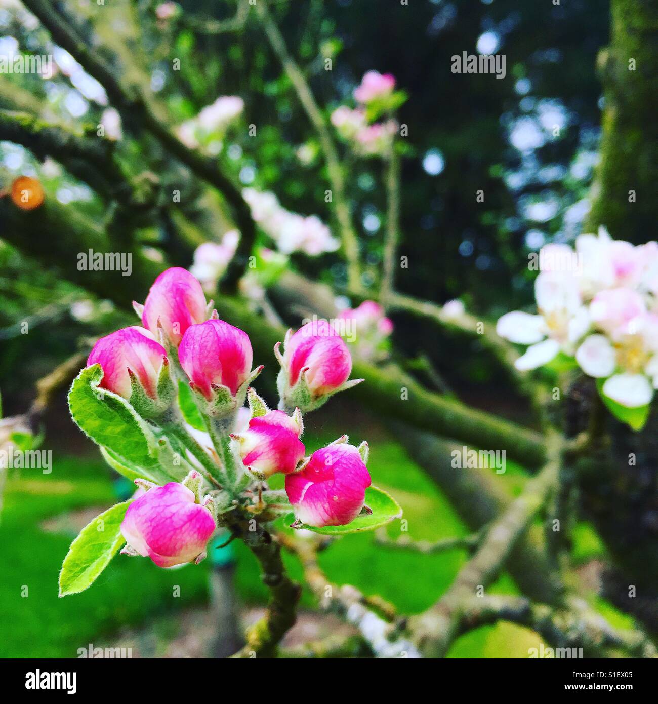 Fleurs roses en jardin Banque D'Images