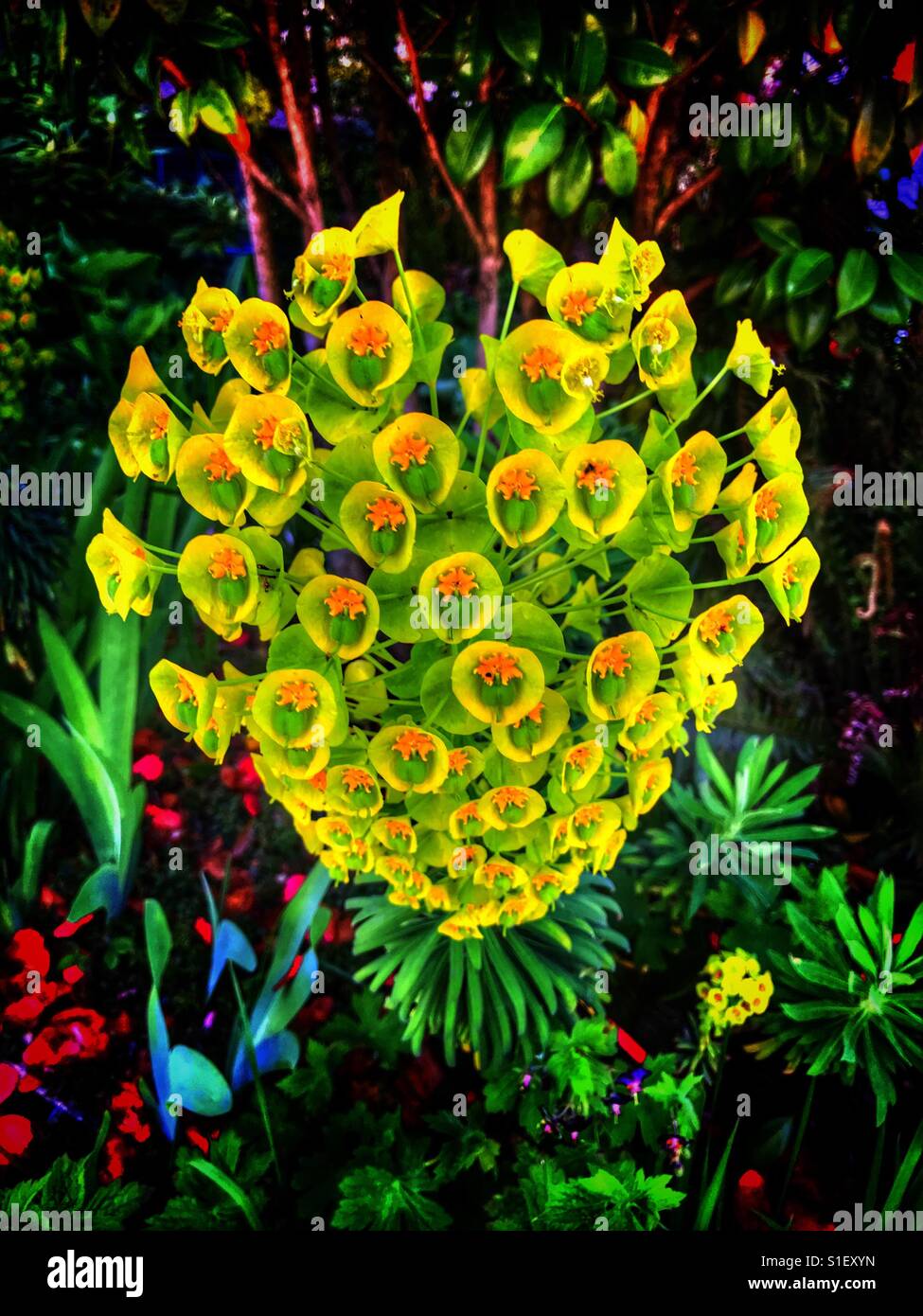 Fleurs jaunes - Image de stock capturée avec un smartphone