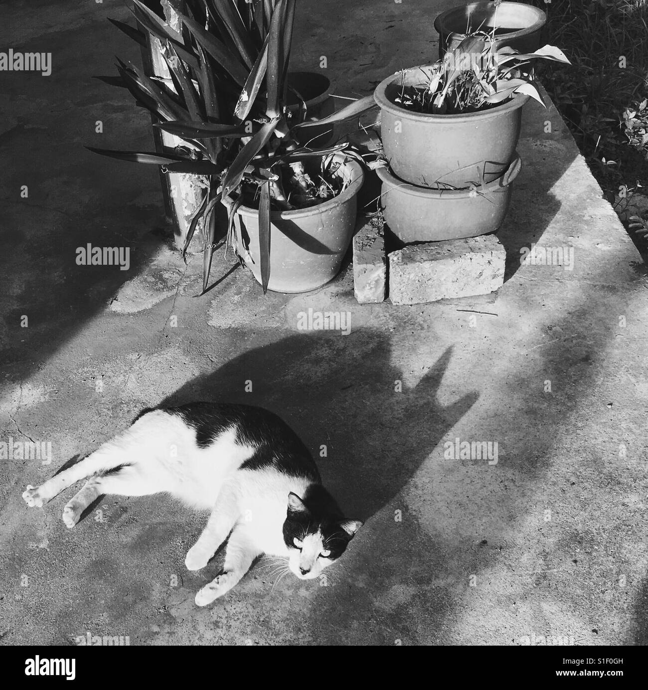 Cat et son ombre en noir et blanc Banque D'Images