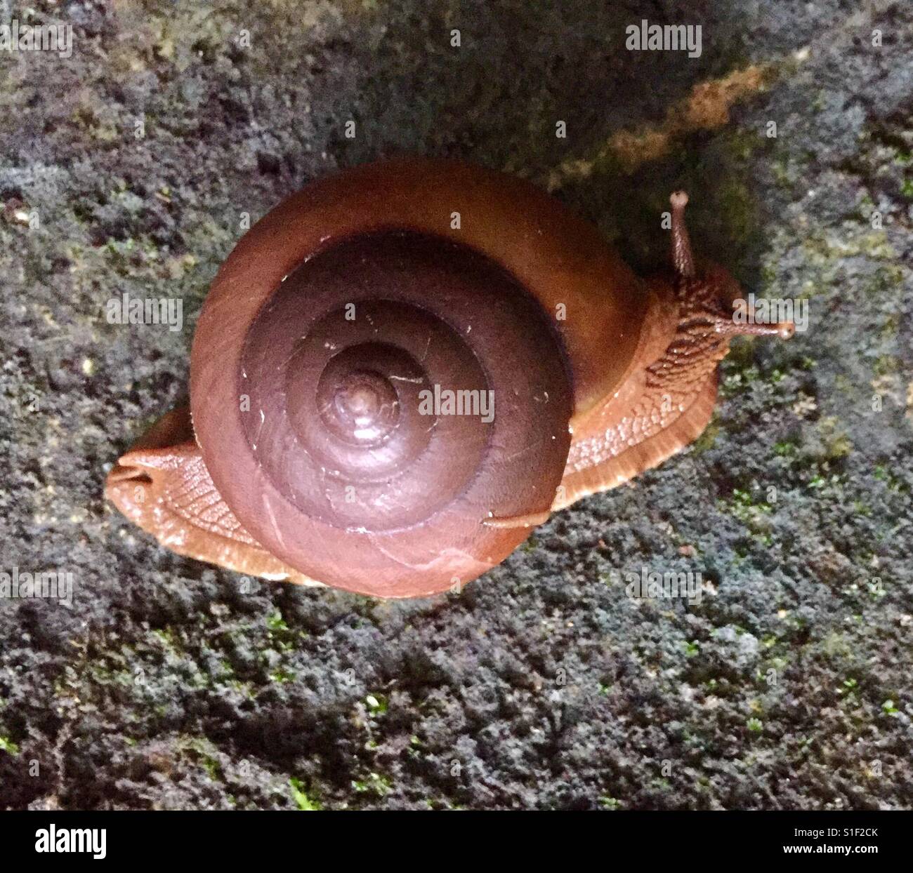 Un escargot grimpe un mur de jardin Banque D'Images