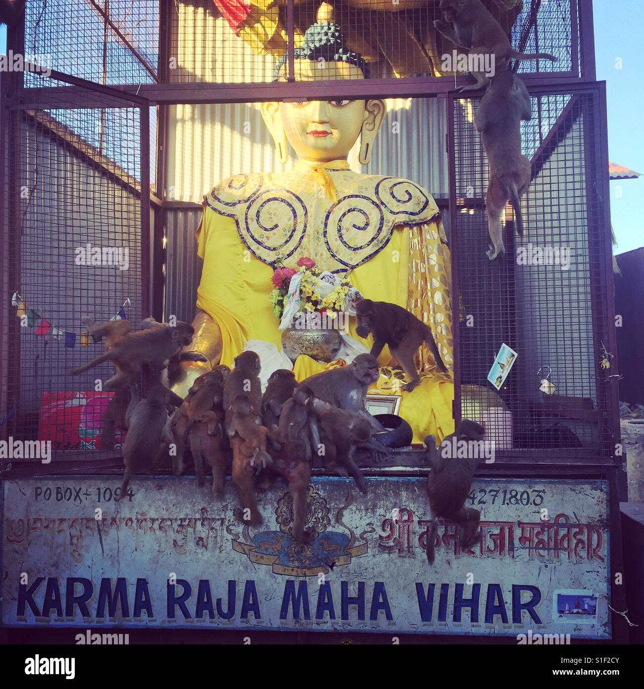 Les singes à Le Temple de Swayambhunath, Katmandou, Népal Banque D'Images