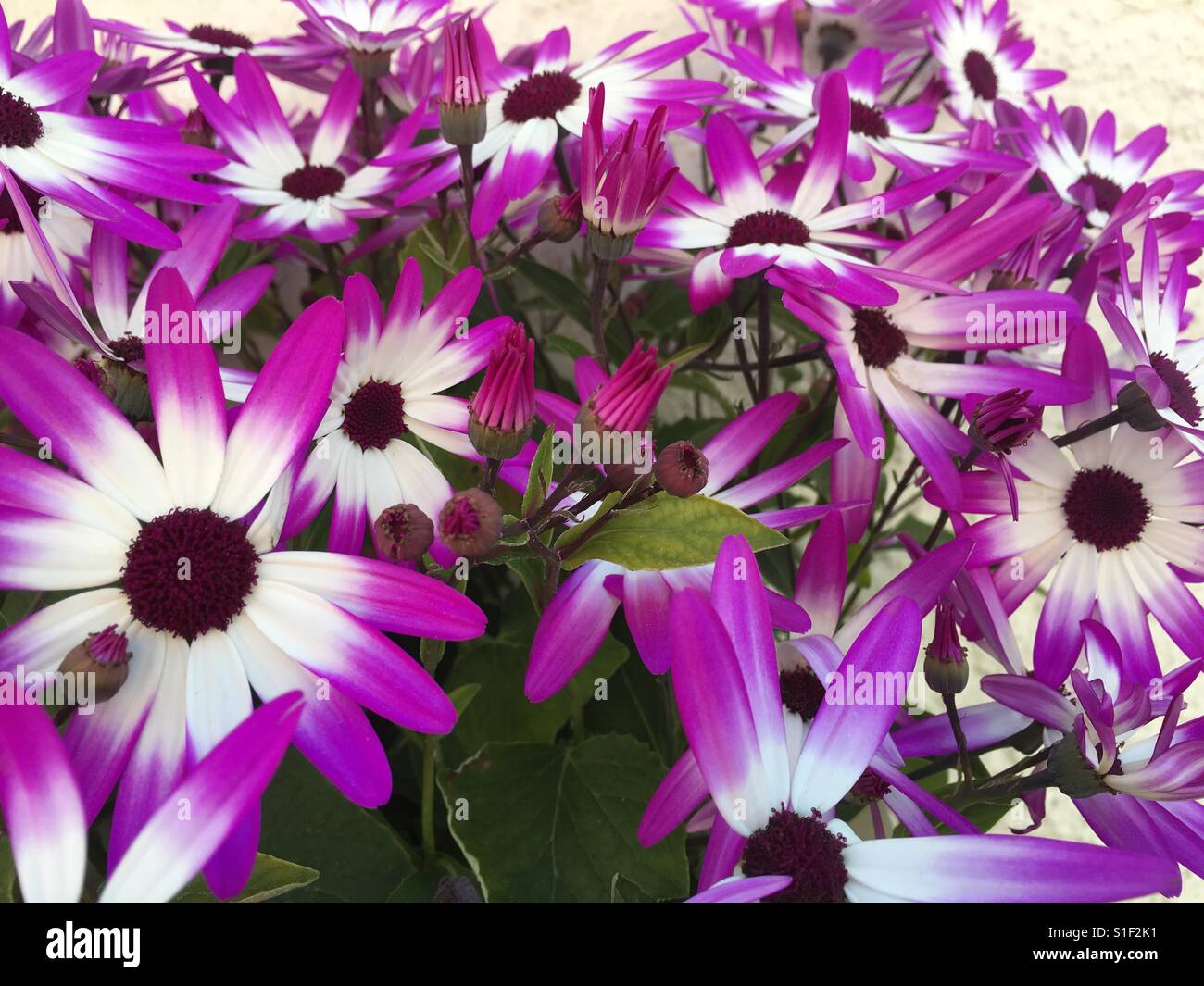 Belles fleurs violet blanc Banque D'Images