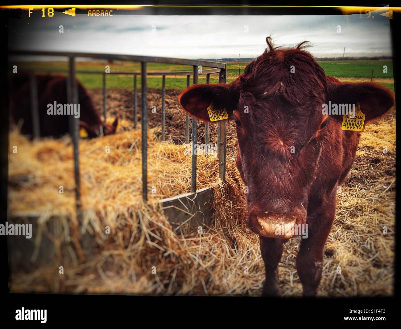 Les bovins de boucherie - Image de stock capturée avec un smartphone
