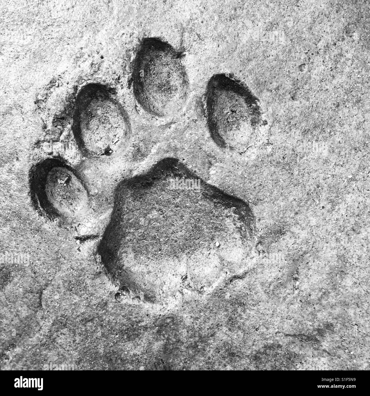 Paworint d'un lion pris au zoo de Kålmården Banque D'Images