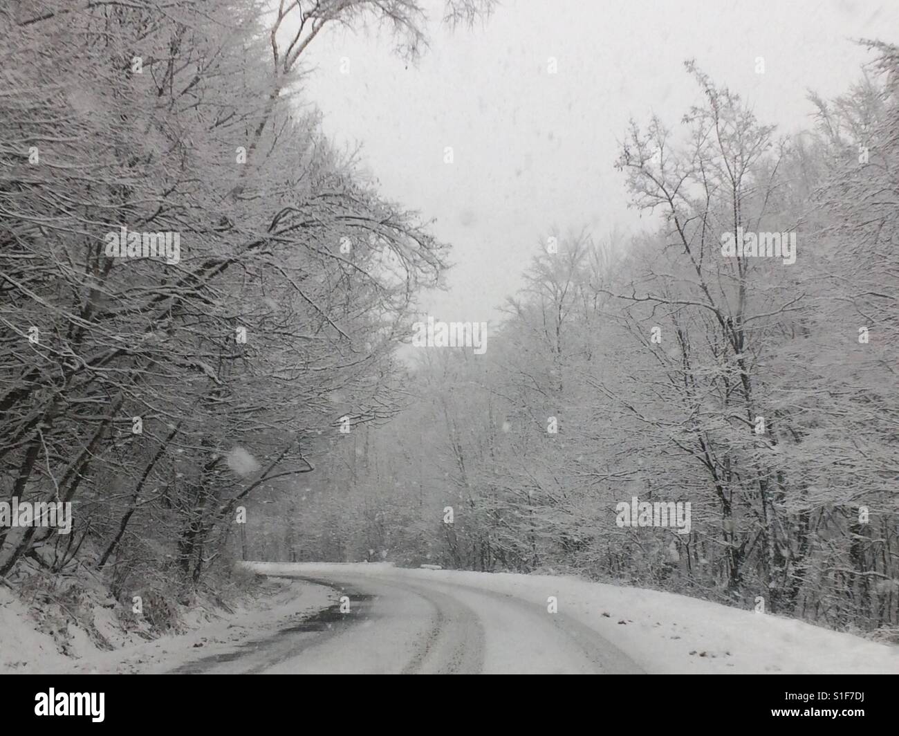 Les flocons de neige tombant des arbres dans un matin d'hiver enneigé. Banque D'Images