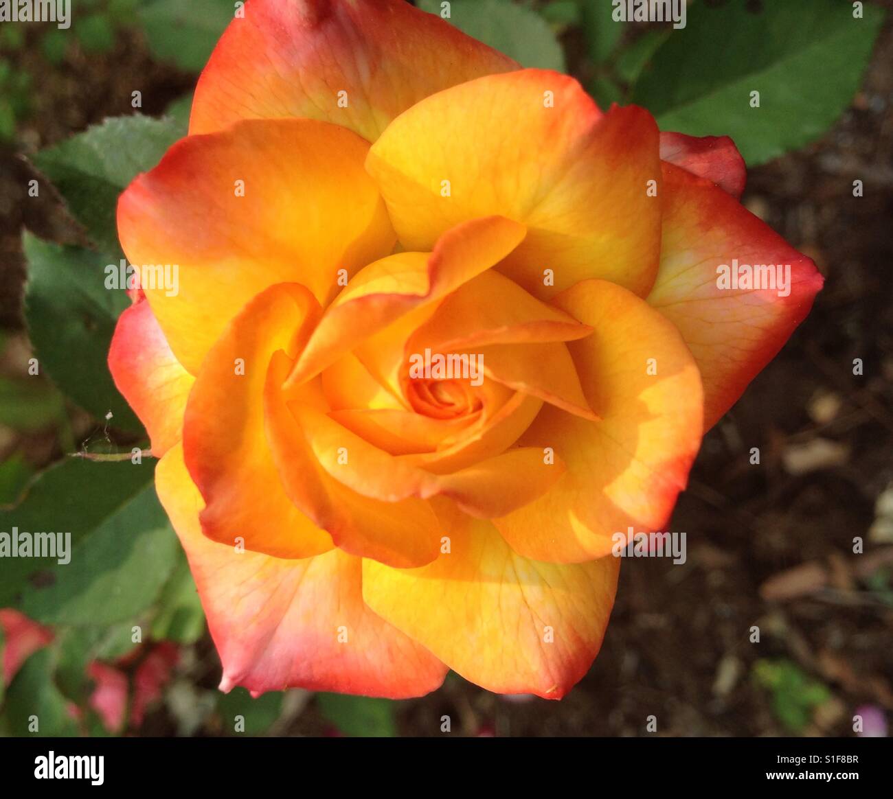 La beauté d'automne Rose Banque D'Images