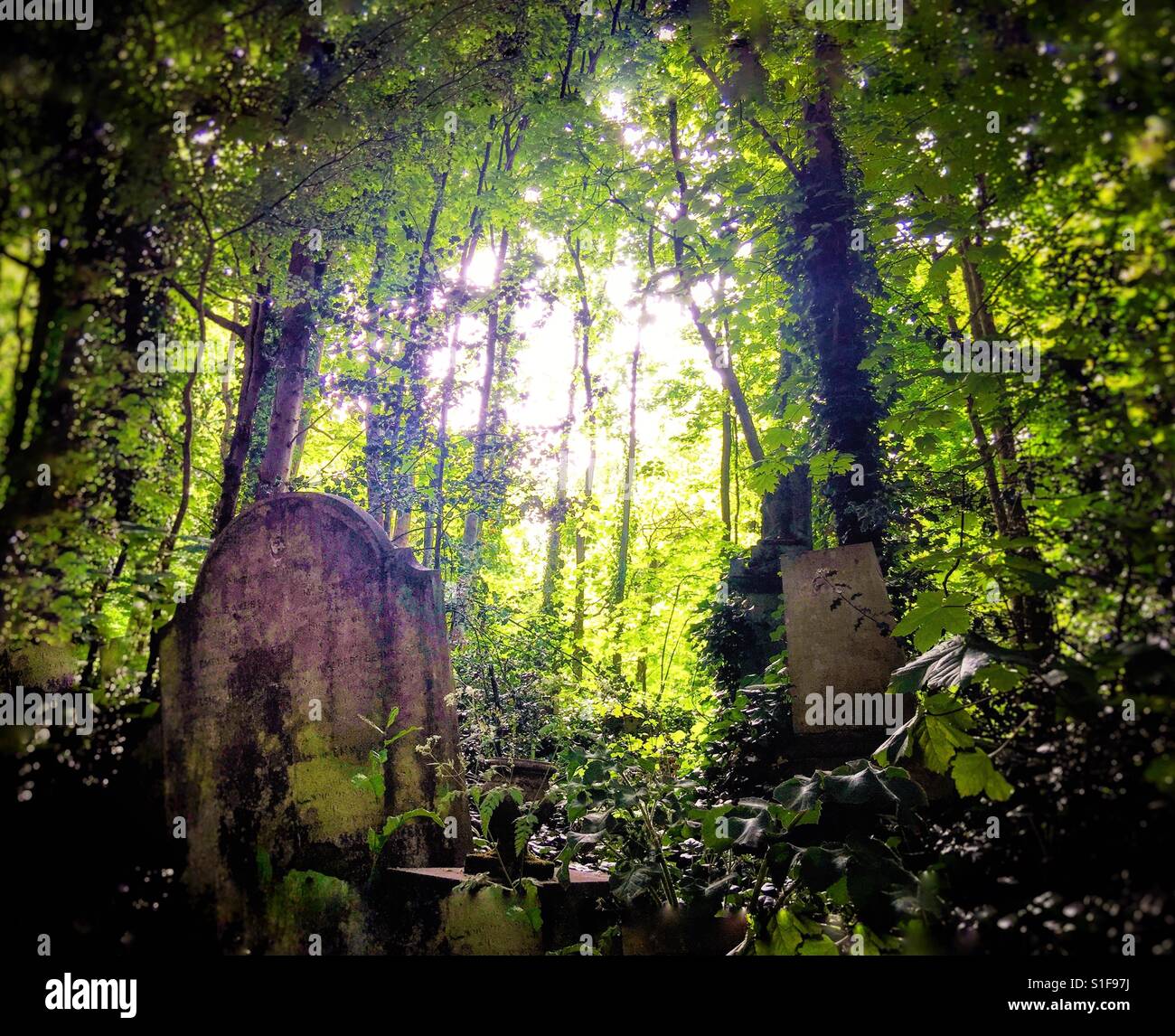 Pierres tombales envahies dans Nunhead cemetery. Banque D'Images