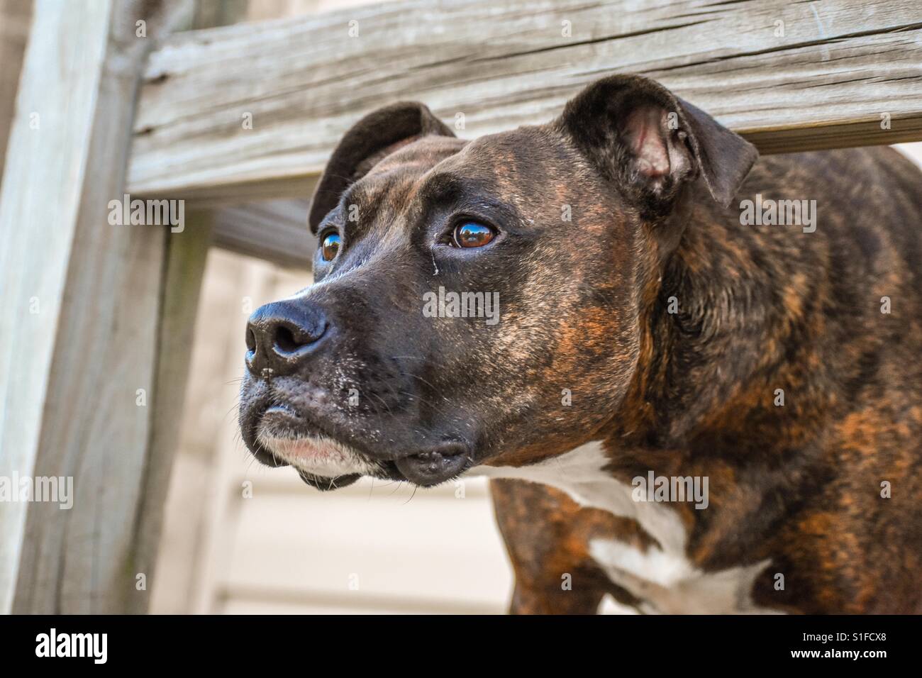 Coco, le bringé Pitbull - Boxer Mix, est attentivement regarder un ciel sur  la fin mai après-midi Photo Stock - Alamy