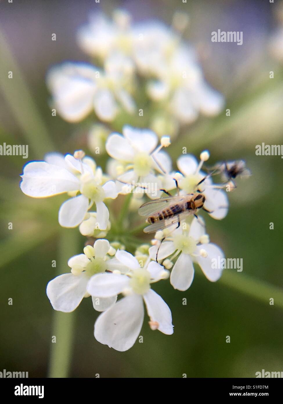 Plan Macro sur cow parsley et insectes minuscules Banque D'Images