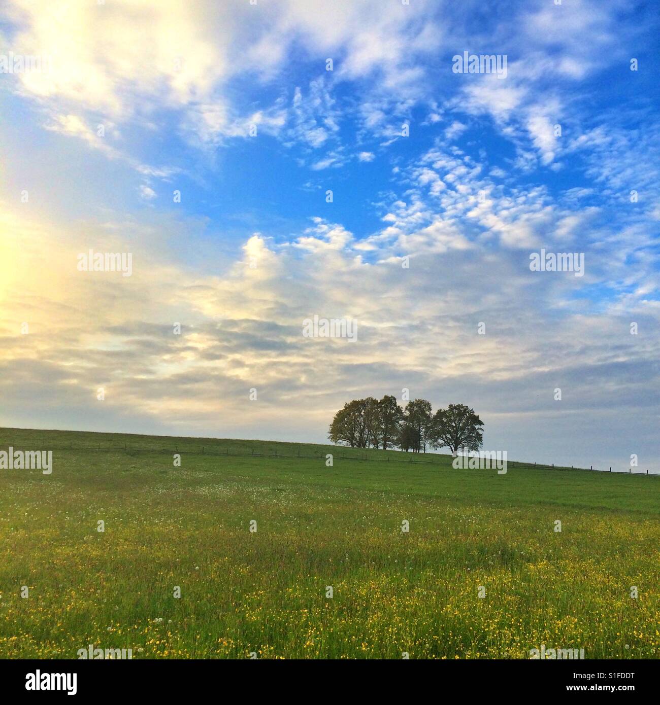 Groupe d'arbres sur une colline en pente au coucher du soleil - Image de stock capturée avec un smartphone