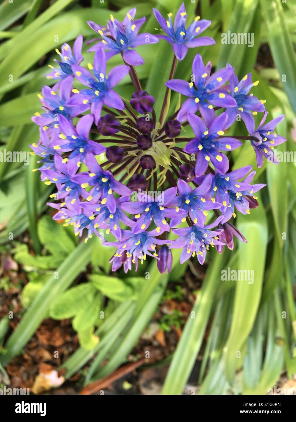 Allium lila - Image de stock capturée avec un smartphone