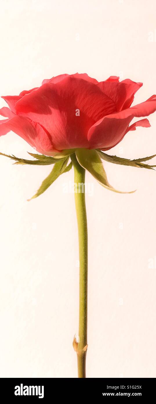 Rose anglaise - Image de stock capturée avec un smartphone