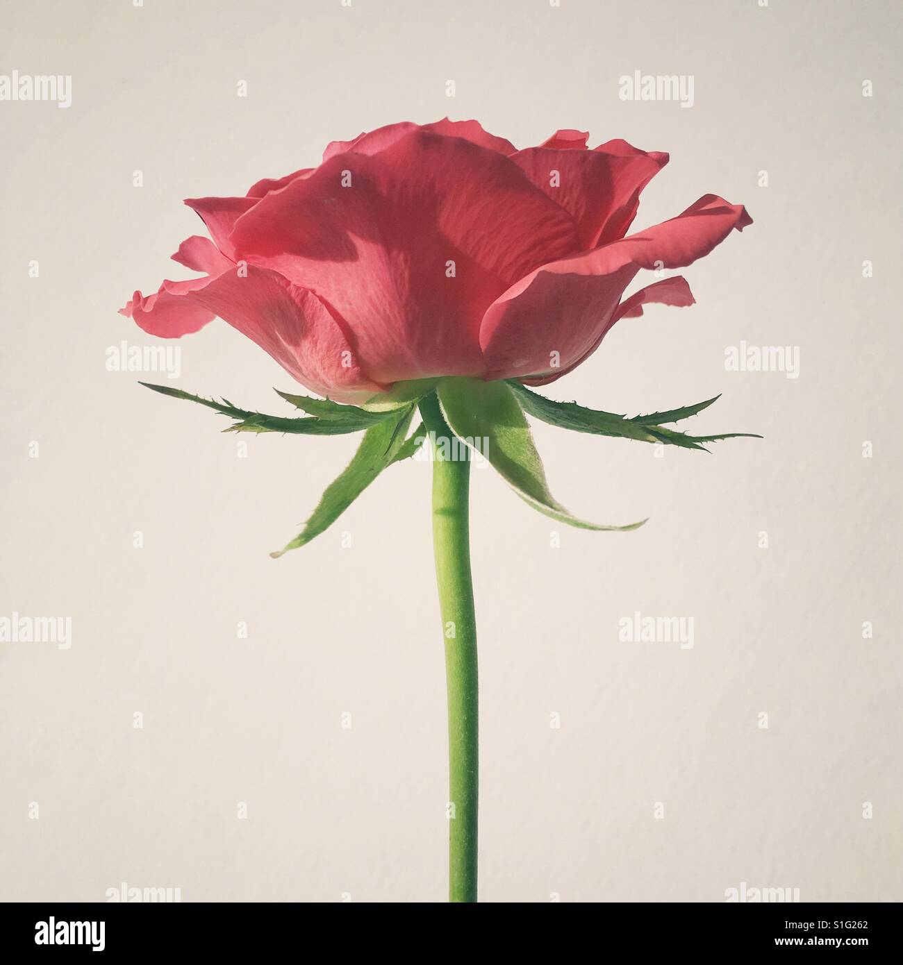 English rose rouge - Image de stock capturée avec un smartphone