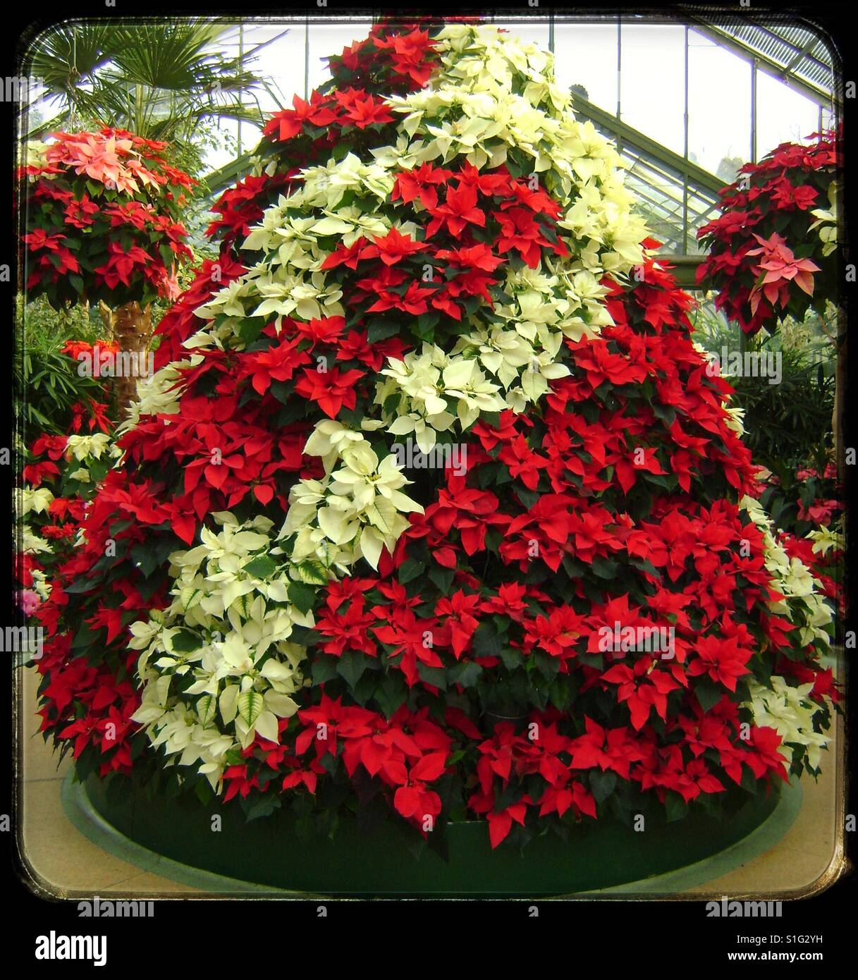 Arbre de poinsettias rouge et blanc. - Image de stock capturée avec un smartphone