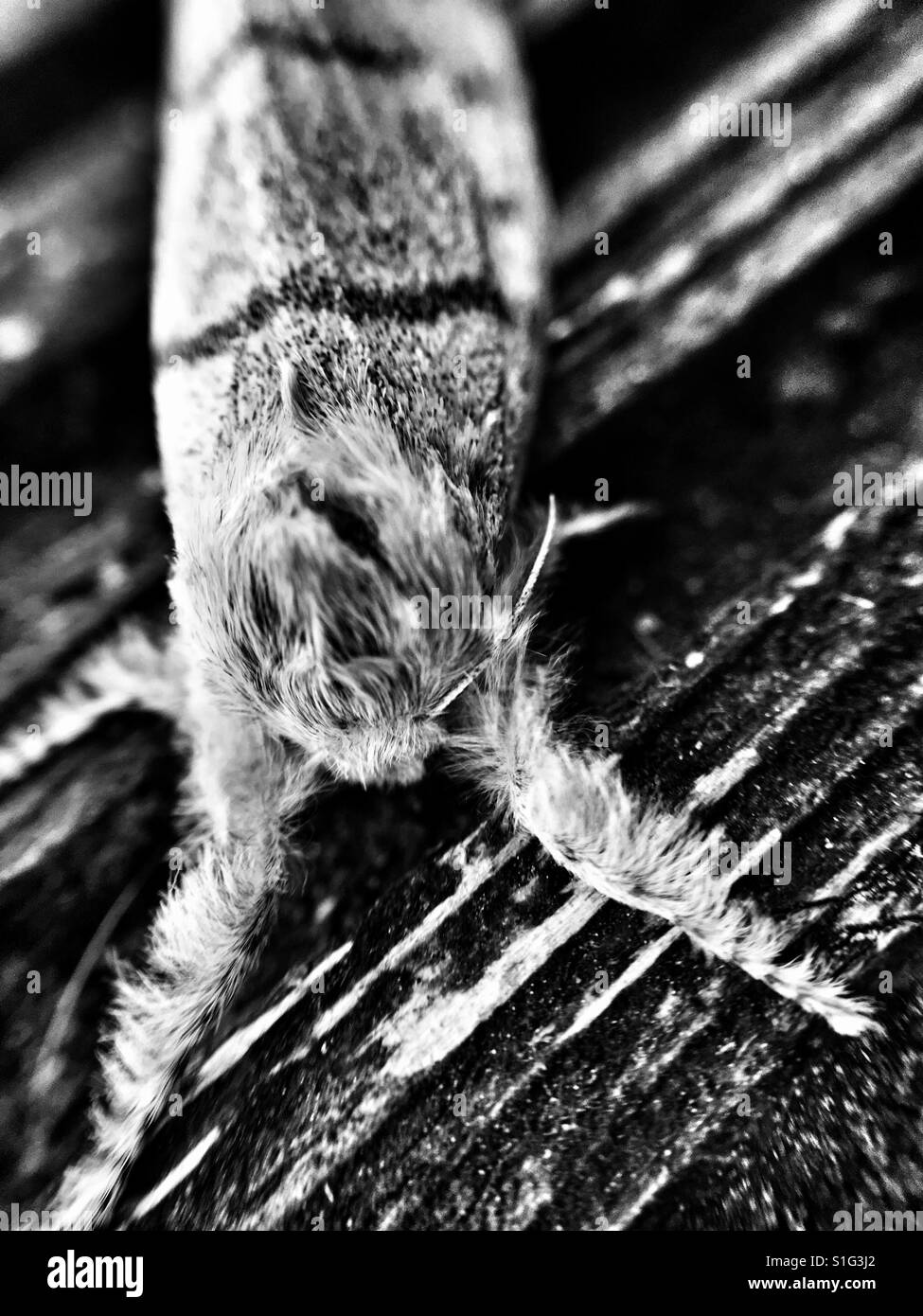 Objectif macro shot of a moth's hairy jambes avant. Banque D'Images
