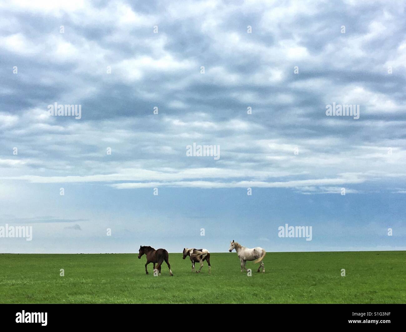 Mustangs sauvages sur le Maine prairie Banque D'Images