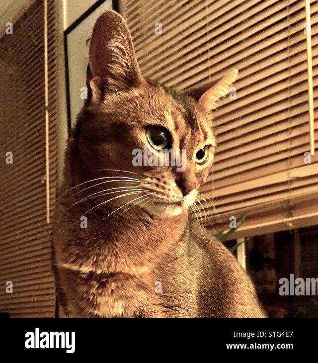 Cat Sepia Banque De Photographies Et D Images A Haute Resolution Alamy
