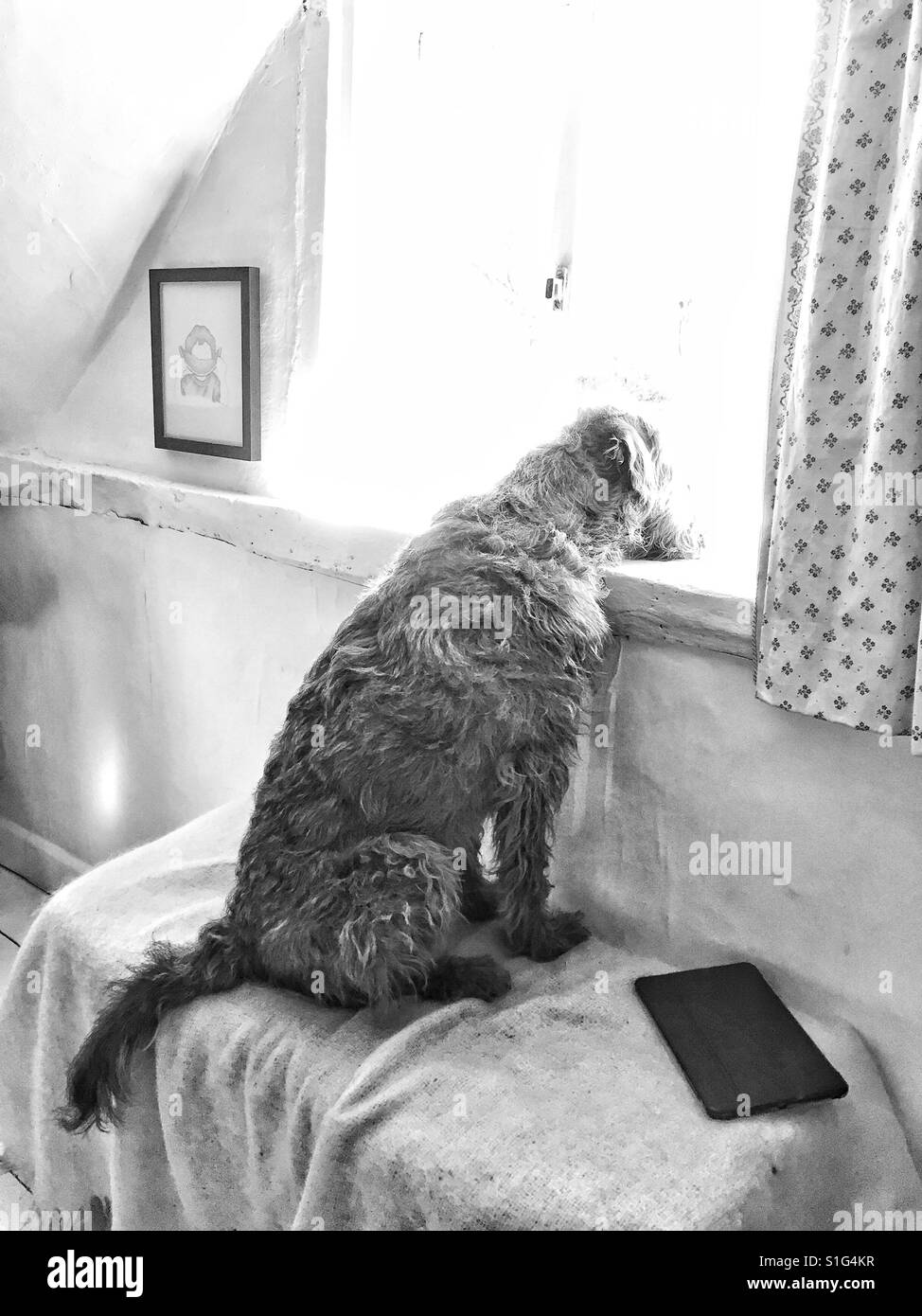 Terrier irlandais en regardant par la fenêtre, noir et blanc Banque D'Images