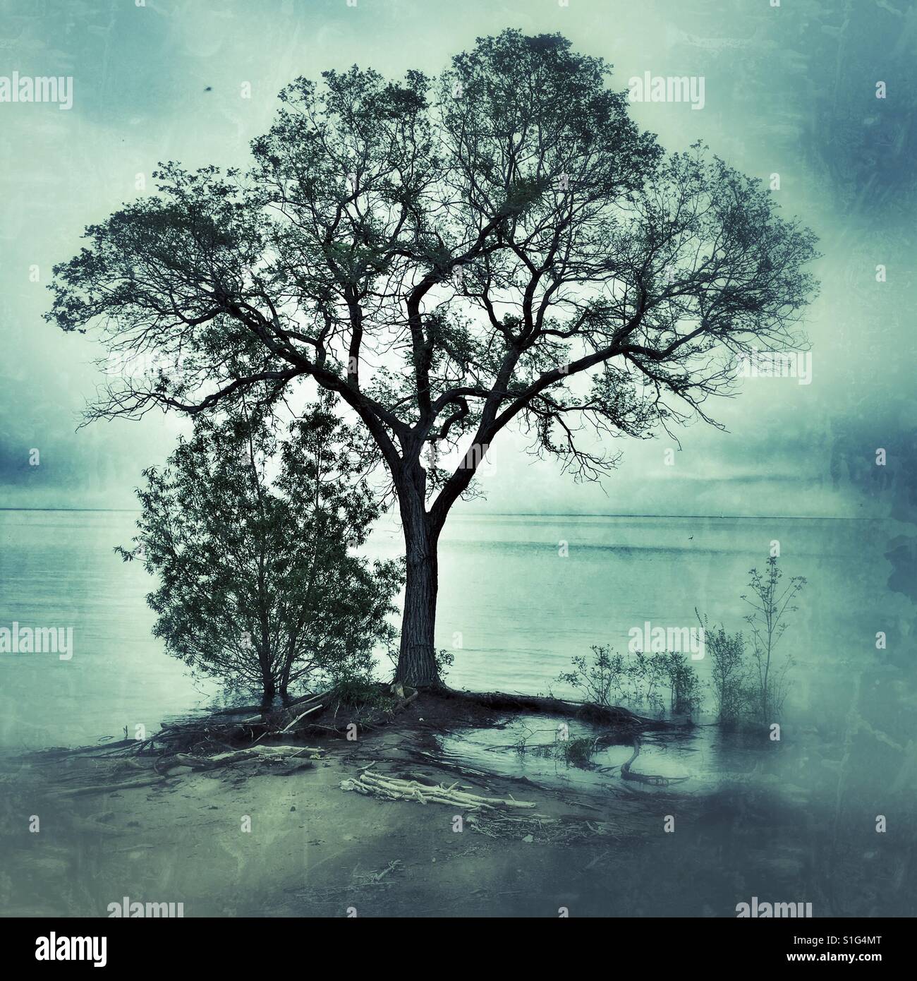 Arbre noyé - Image de stock capturée avec un smartphone