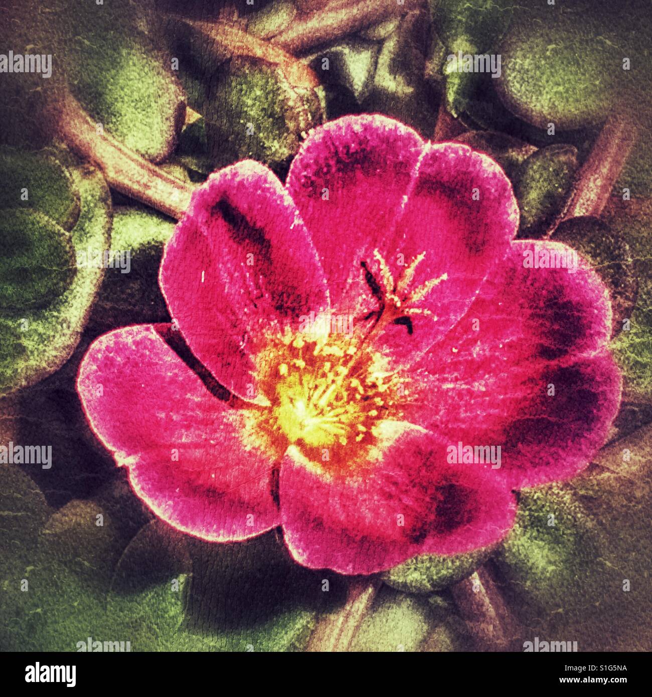 Pourpier pourpier commun ou - Image de stock capturée avec un smartphone