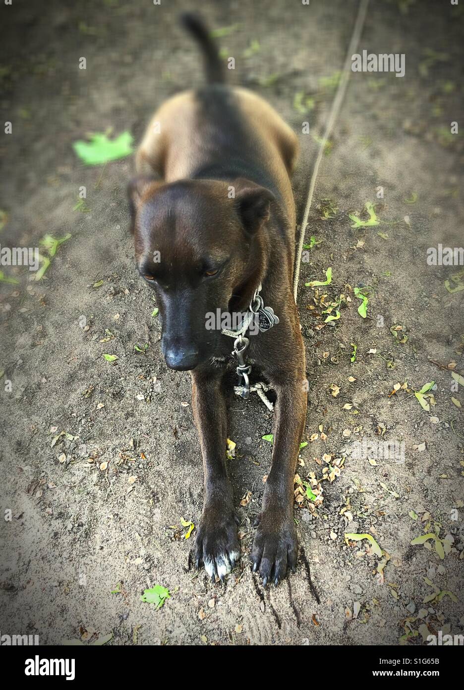 Un chien noir sur une corde. Banque D'Images