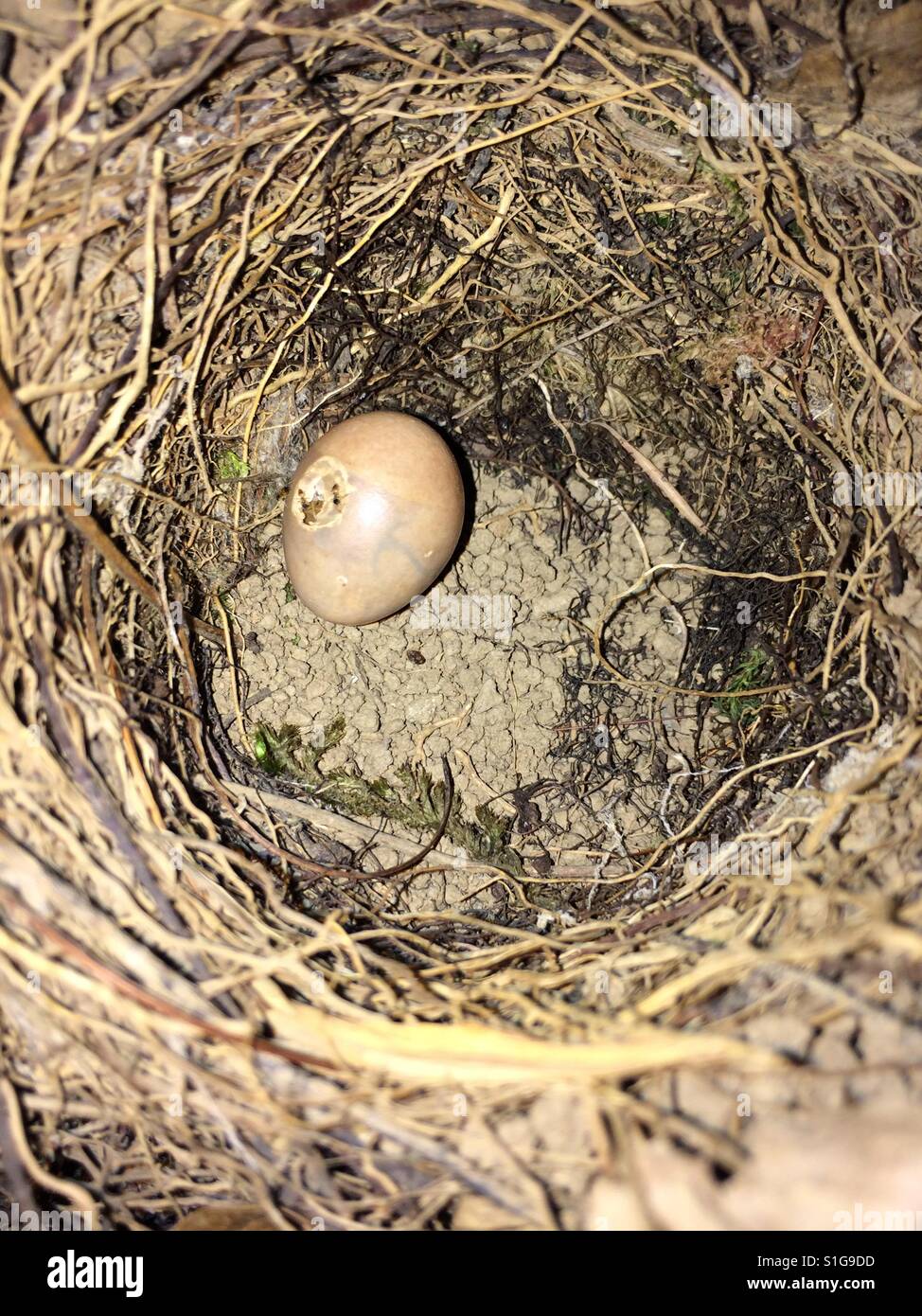 Oeufs d'oiseaux découverts cachés à l'intérieur de mur en terre. Mais se sentait mal pour elle est endommagée. Banque D'Images