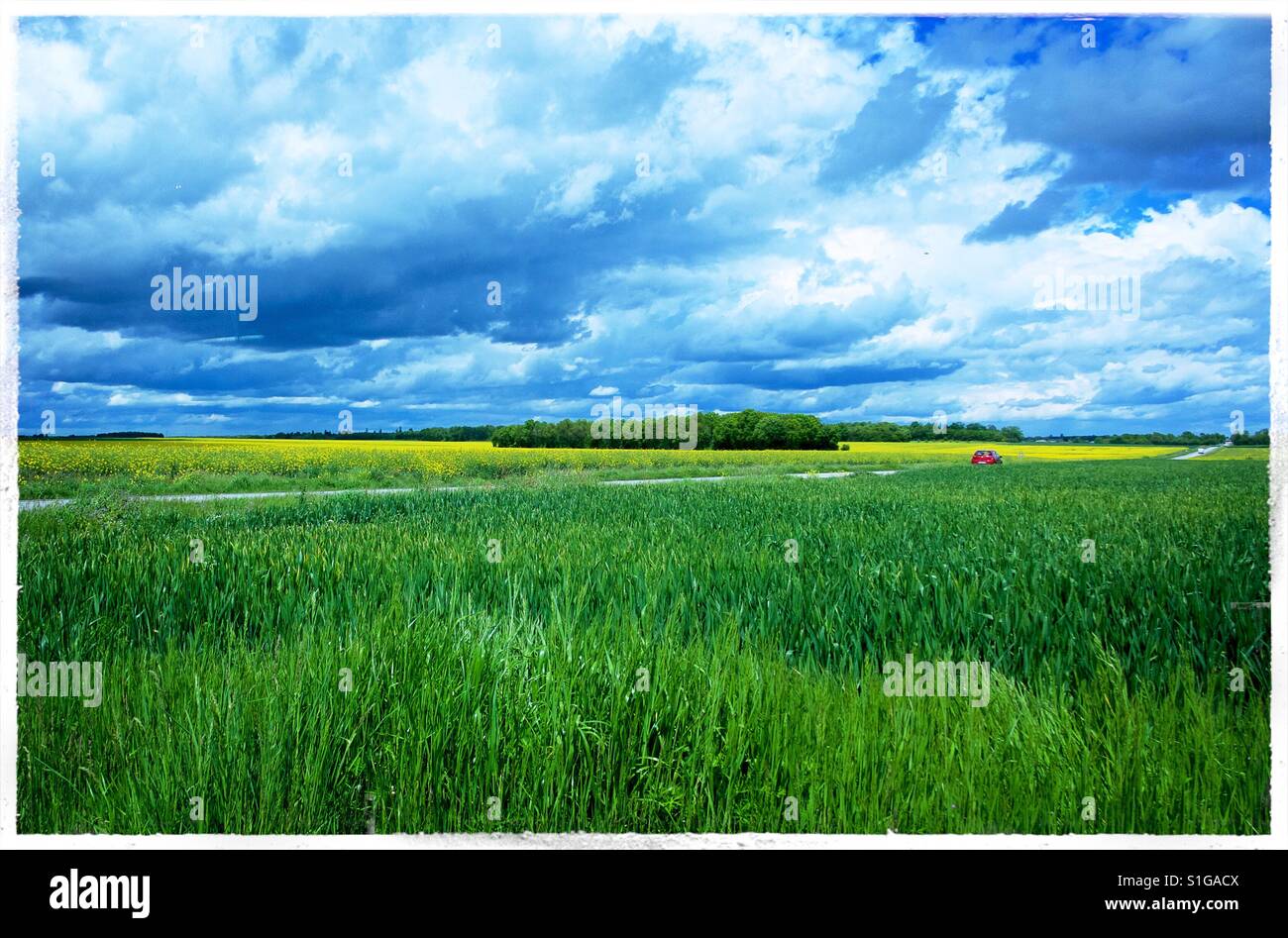 Campagne normande avec ciel nuageux, l'herbe et le colza Banque D'Images