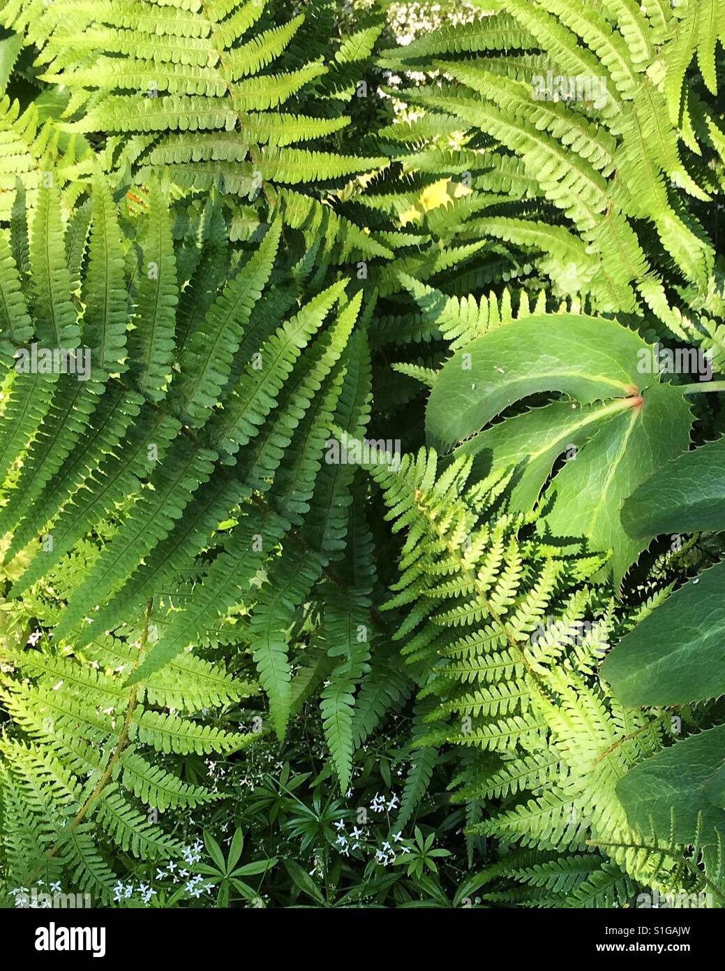 Feuilles vertes Banque D'Images