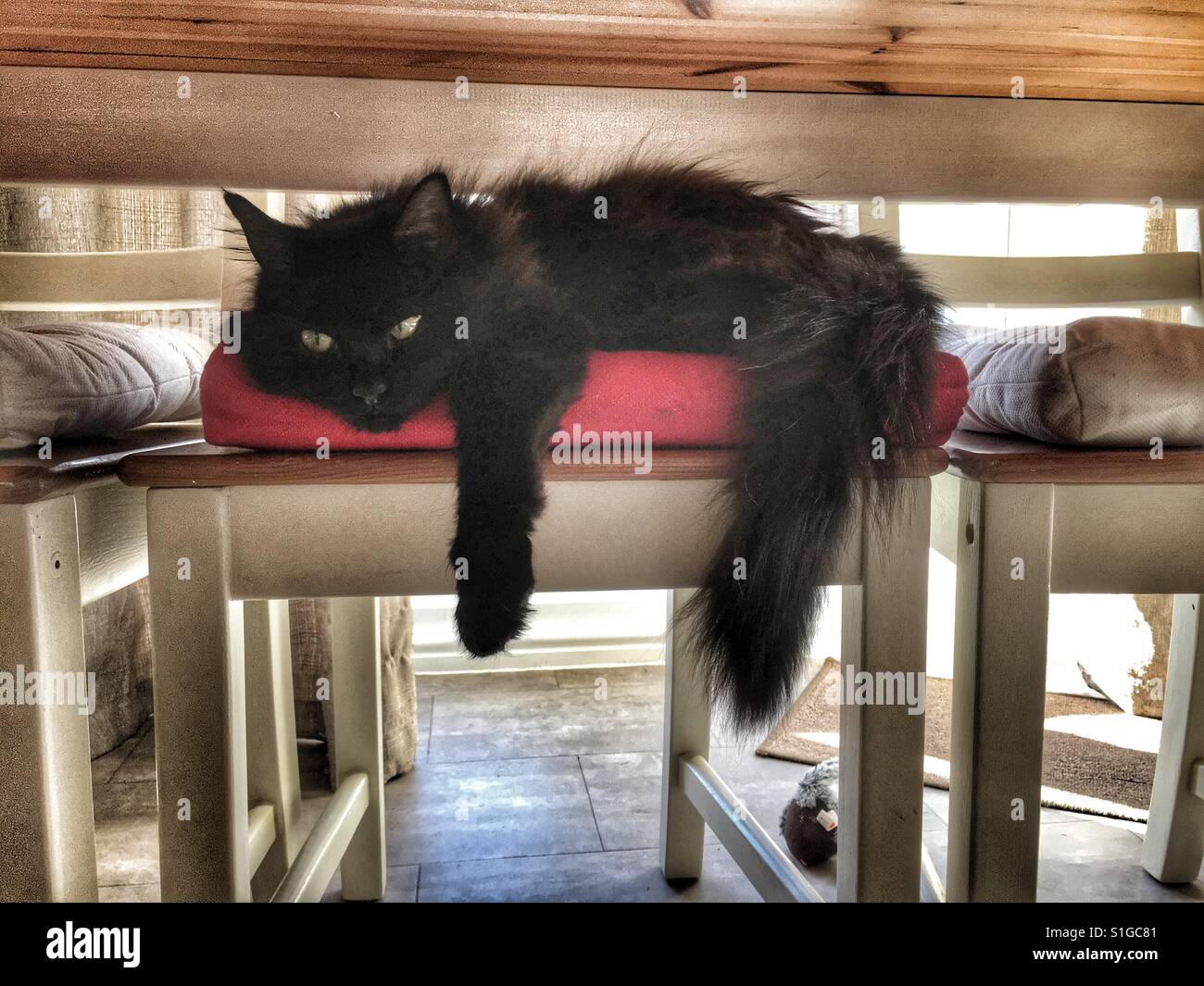 Chat noir sur chaise Banque D'Images