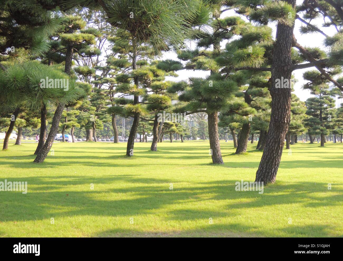 Et l'ombrage des arbres dans le jardin japonais Banque D'Images