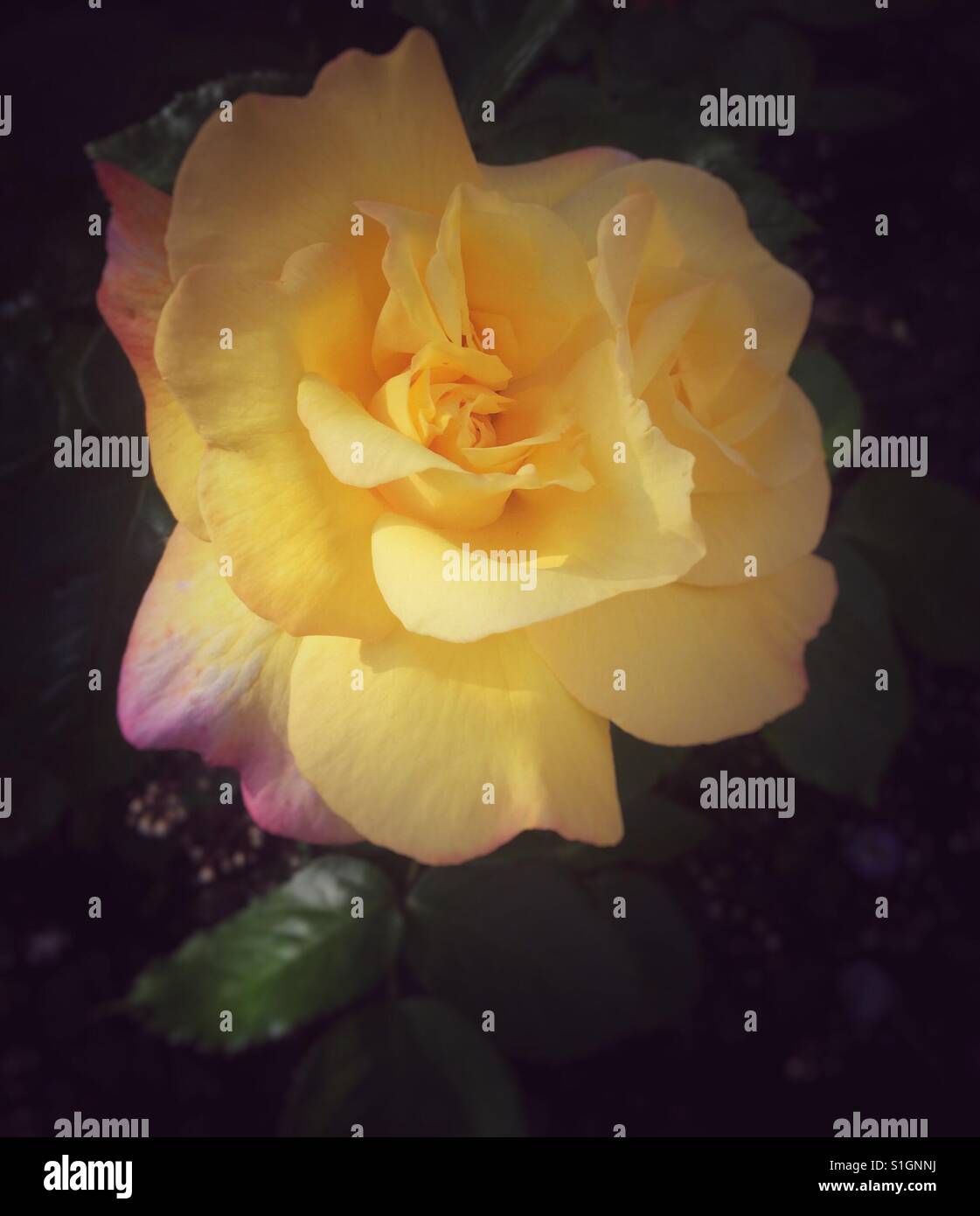Belle rose jaune en fleur Banque D'Images