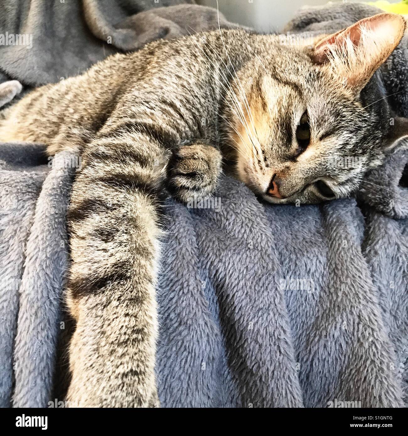 Belle branche ou American Shorthair tabby cat détente sur fauteuil inclinable Banque D'Images