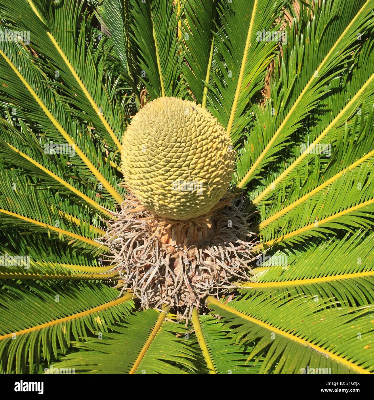 Cycas Flower Banque d'image et photos - Alamy