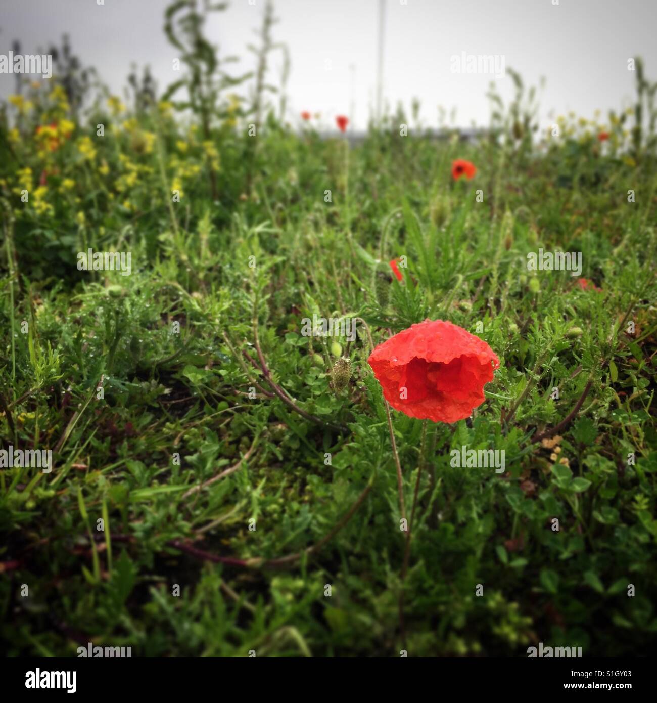 Un coquelicot rouge dans une prairie de fleurs après la pluie, Dublin, Irlande - Image de stock capturée avec un smartphone