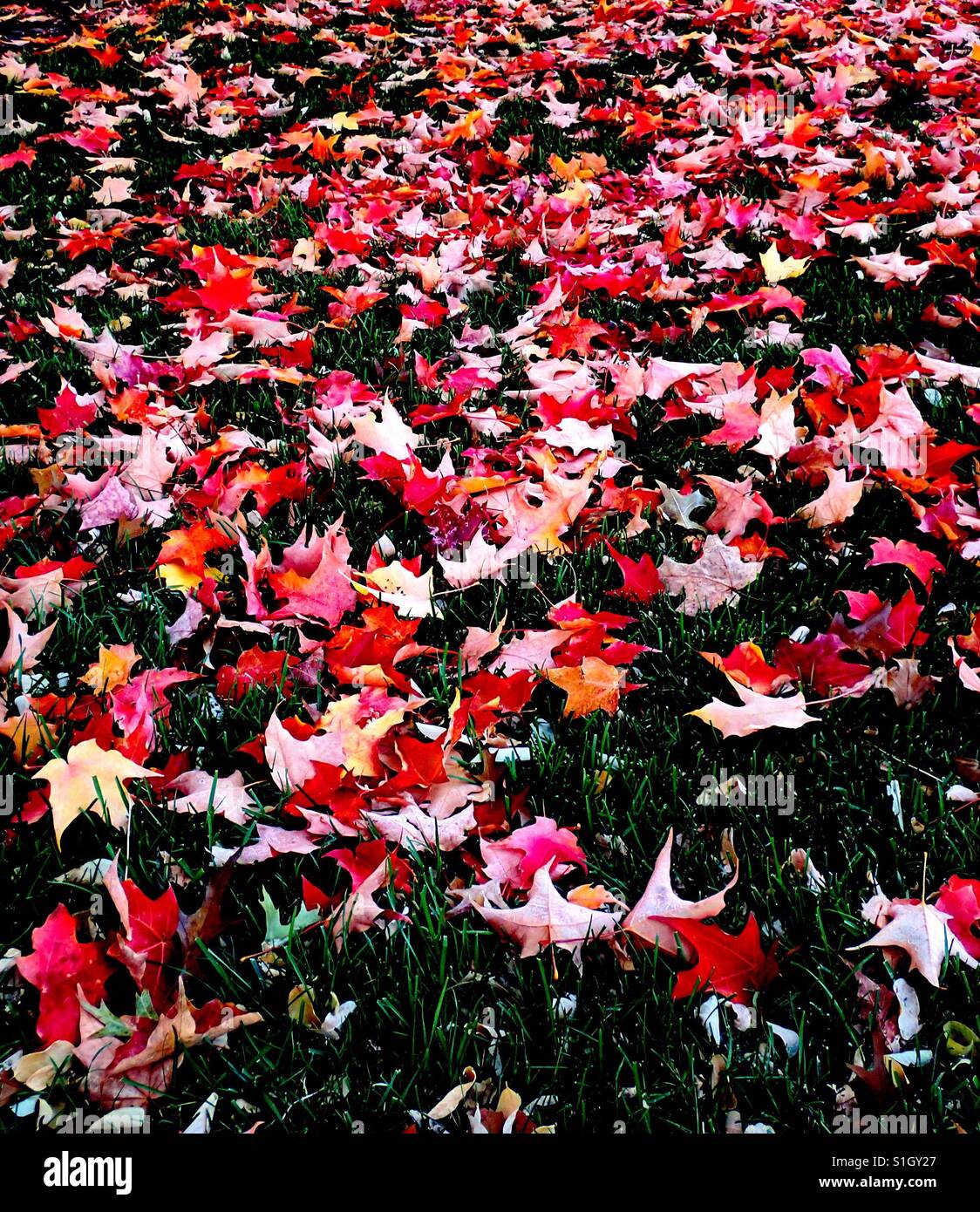 Feuilles d'érable avec texture détaillée et riche de couleur à l'automne dans l'herbe dans un parc sur un jour d'automne dans le centre de l'Oregon. Banque D'Images