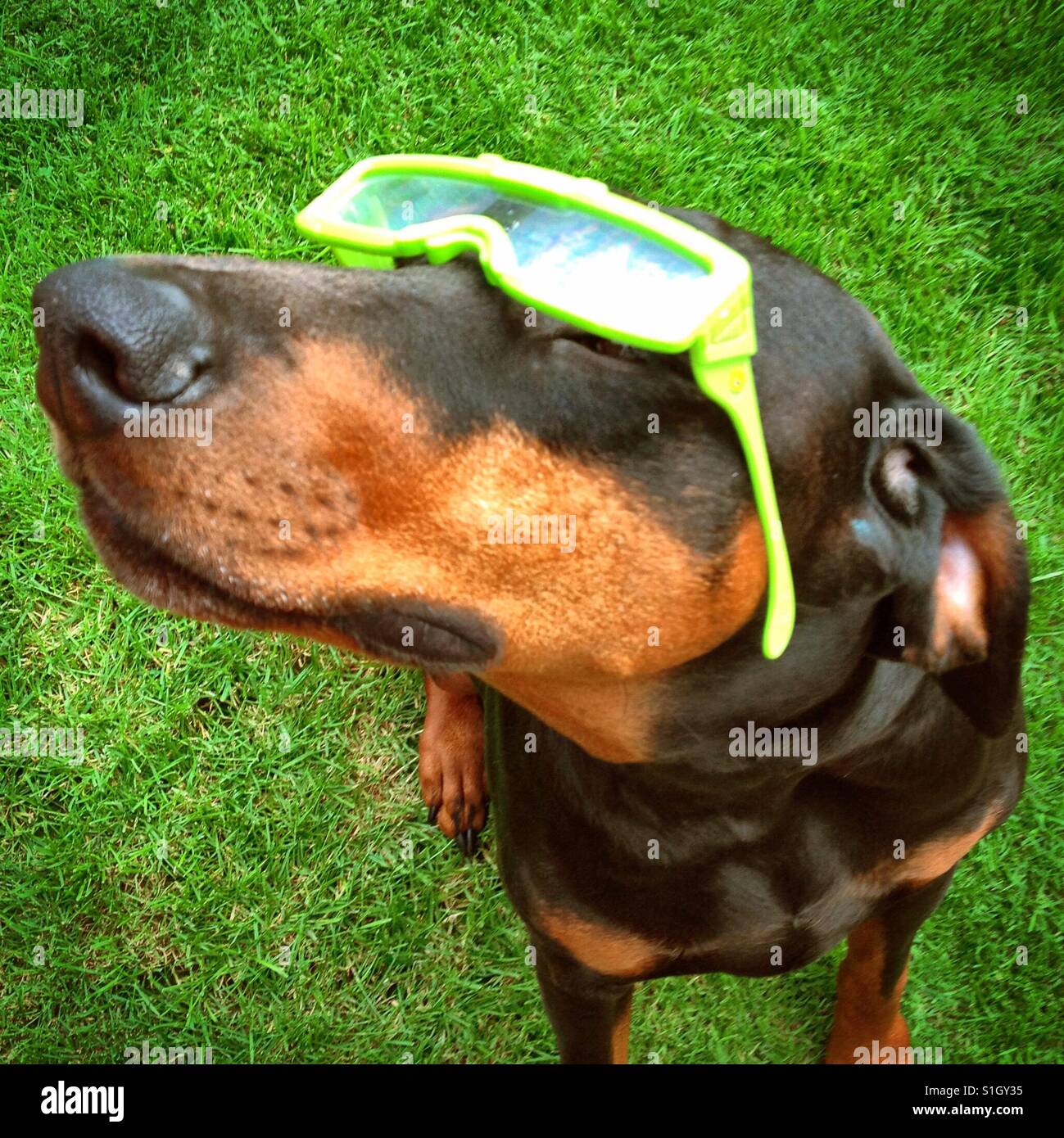 Chien (Doberman) portant des lunettes 3D dans le style sun - Image de stock capturée avec un smartphone