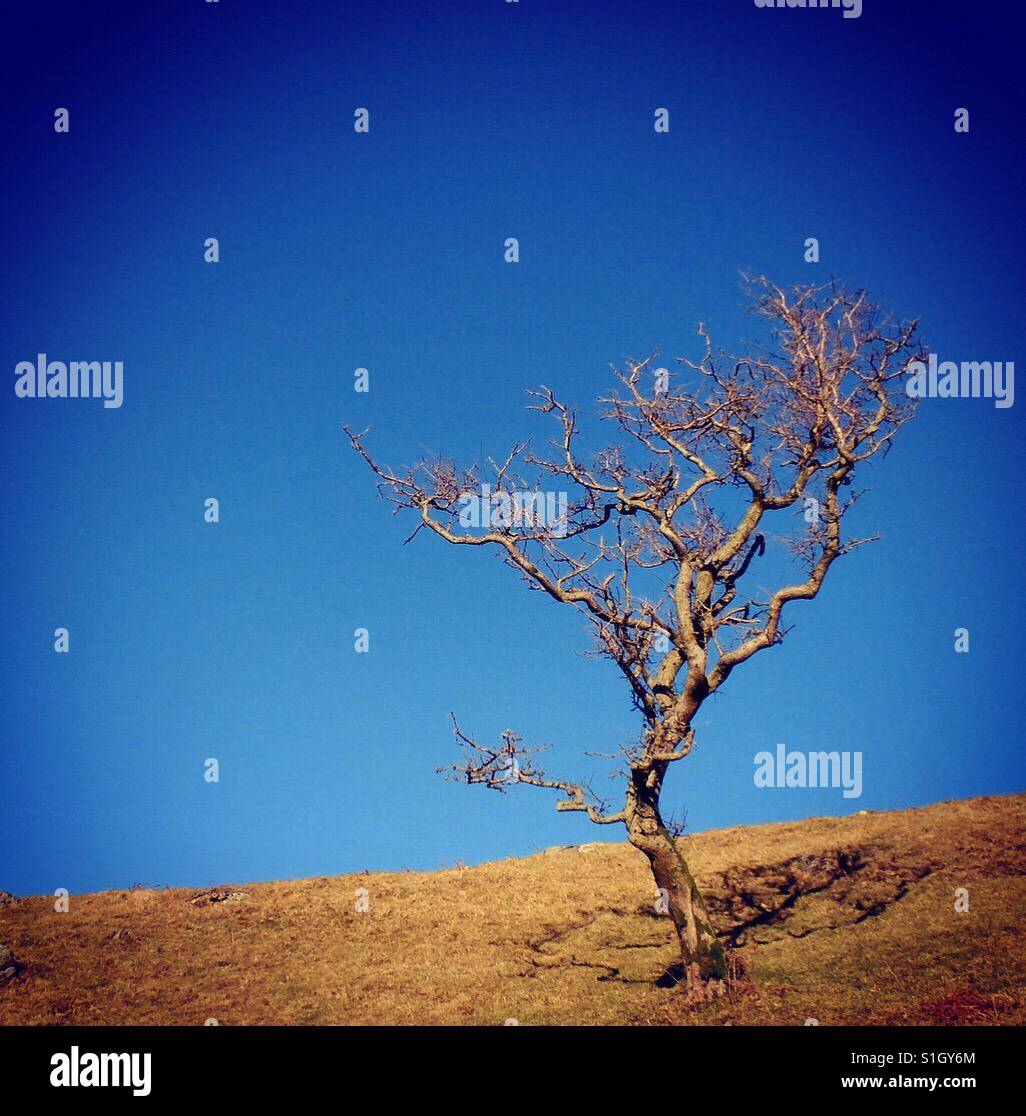 Arbre généalogique sur une colline venteuse. - Image de stock capturée avec un smartphone