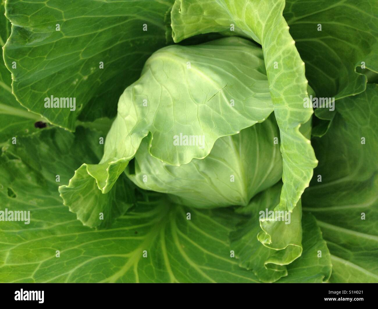 Tête de chou dans le jardin. Banque D'Images