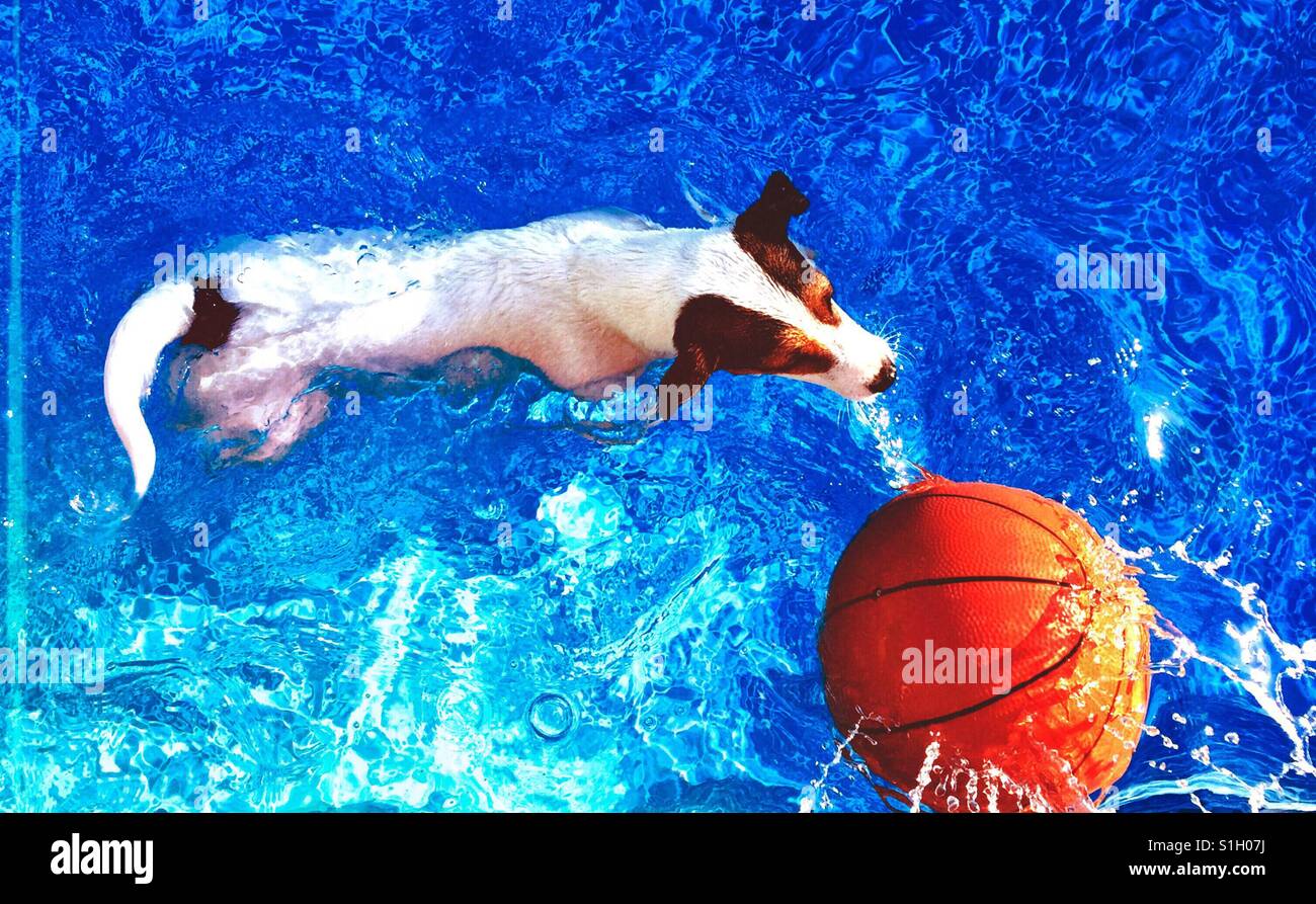 Dog swimming in pool que le basket-ball des éclaboussures dans l'eau à côté d'elle. Tourné à partir de ci-dessus. Banque D'Images