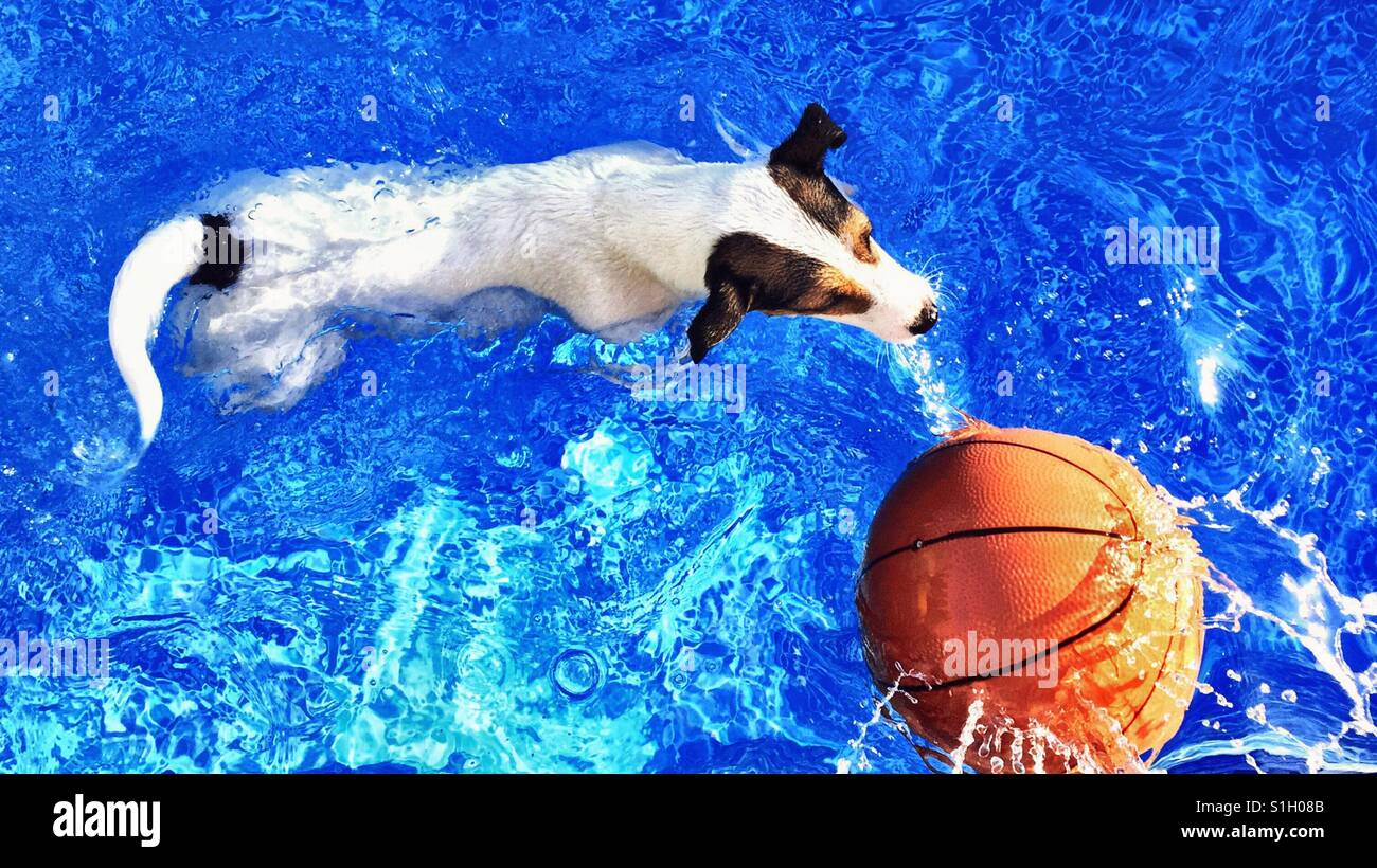 Piscine extérieure chauffée en chien chassant un basket-ball. - Image de stock capturée avec un smartphone