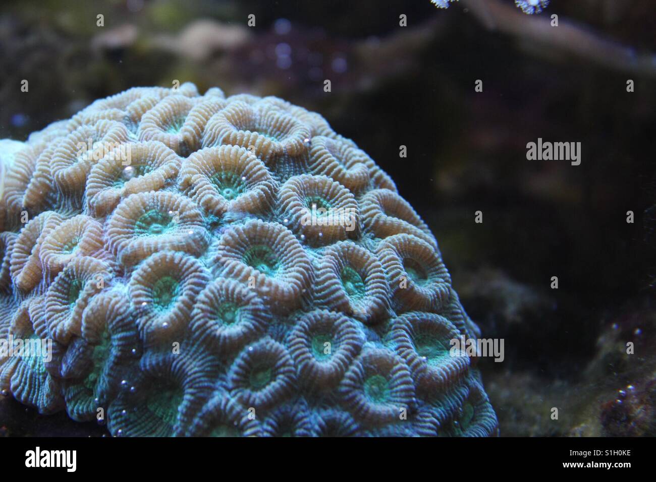 Dans un aquarium de corail Banque D'Images