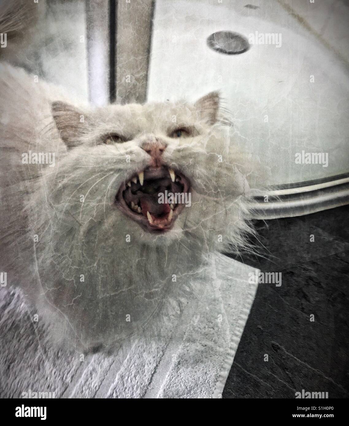 Chat en colère ! - Image de stock capturée avec un smartphone