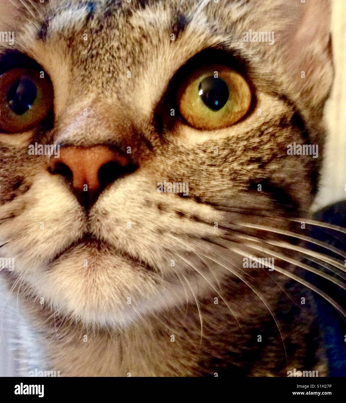 Belle branche ou American Shorthair tabby cat kitten avec de magnifiques yeux d'or Banque D'Images