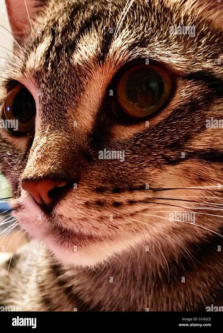 Close-up portrait of beautiful ou domestique American Shorthair tabby kitten cat Banque D'Images