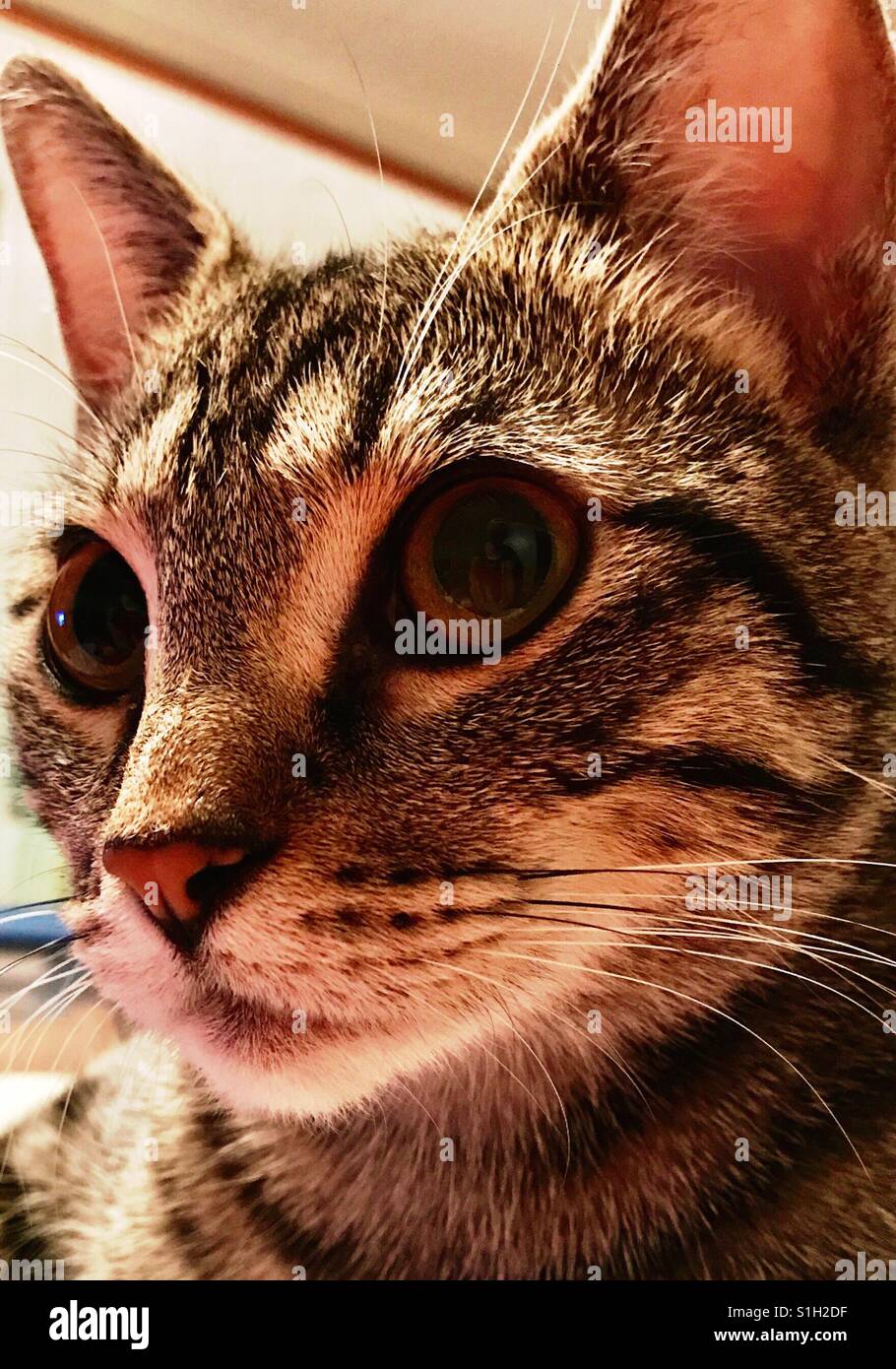 Close-up portrait of beautiful ou domestique American Shorthair tabby cat kitten Banque D'Images