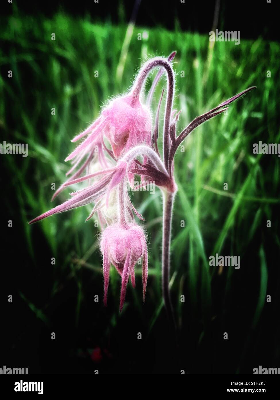 Prairie Smoke Banque D'Images