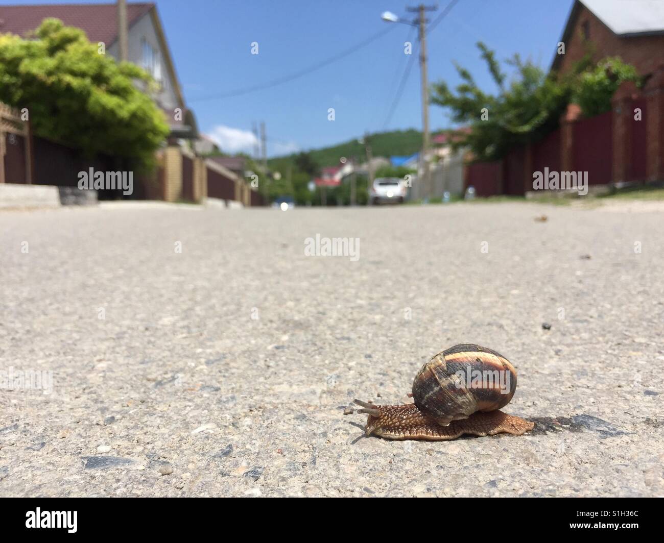 Snail crossing Road dans la petite ville Banque D'Images